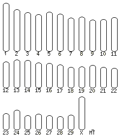 Cow karyotype selector