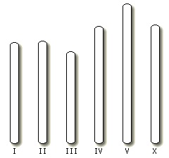 Worm karyotype selector