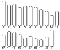 Macaque karyotype selector