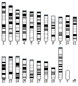 Mouse karyotype selector