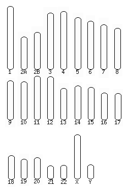 Chimp karyotype selector