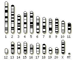 Rat karyotype selector