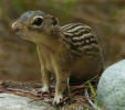 Thirteen-lined Ground Squirrel